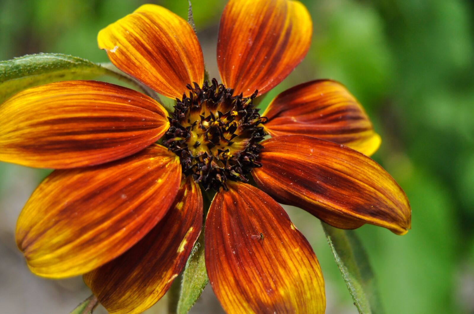 Nikon D90 sample photo. Sunflower, yellow, red photography