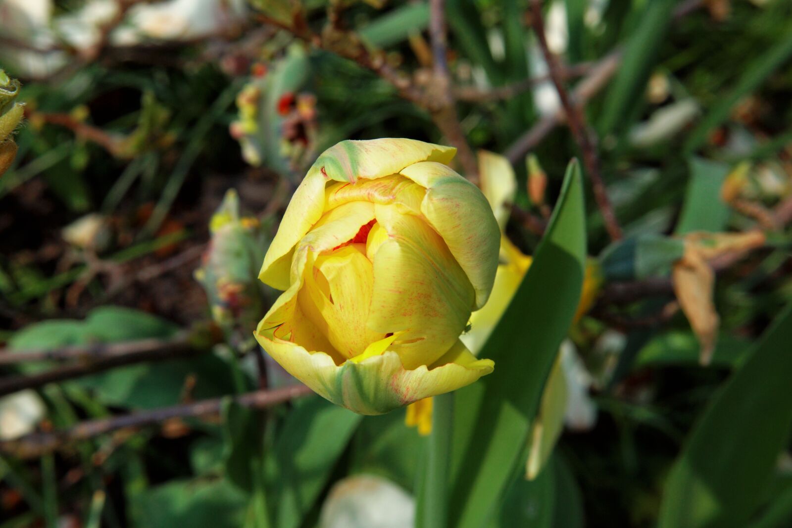 Sony DT 30mm F2.8 Macro SAM sample photo. Tulip, spring, closed photography
