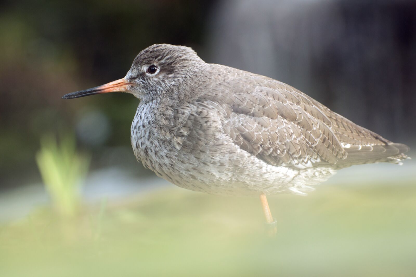 Nikon D3200 sample photo. Nature, bird, animal world photography
