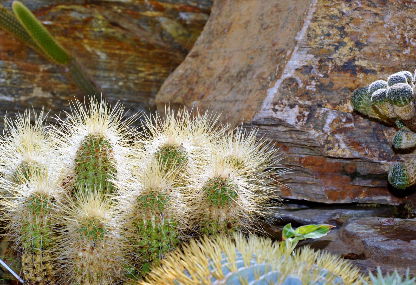 Nikon D3200 sample photo. Cactus, spur, green photography