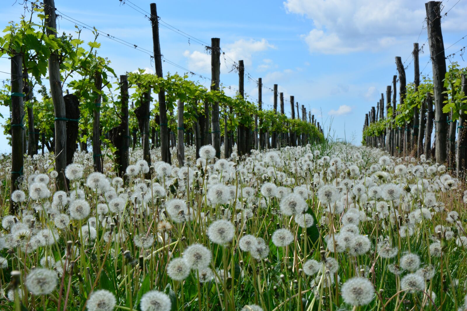Nikon D7100 sample photo. Dandelion, vineyard, nature photography