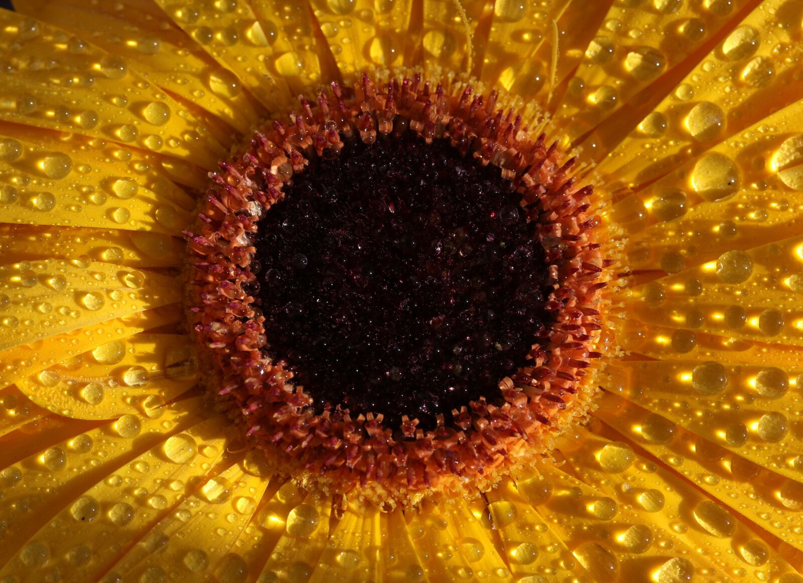 Canon EF-S 60mm F2.8 Macro USM sample photo. Gerbera, yellow, drops photography