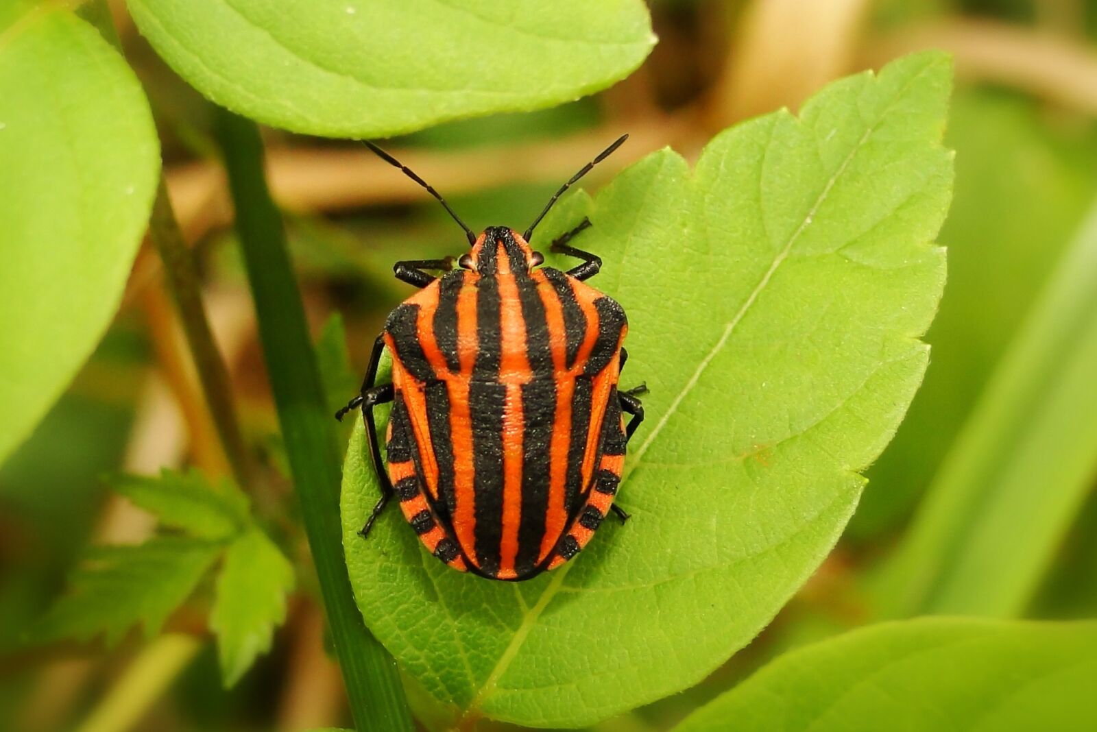 Sony Cyber-shot DSC-HX1 sample photo. Nature, insect, leaf photography
