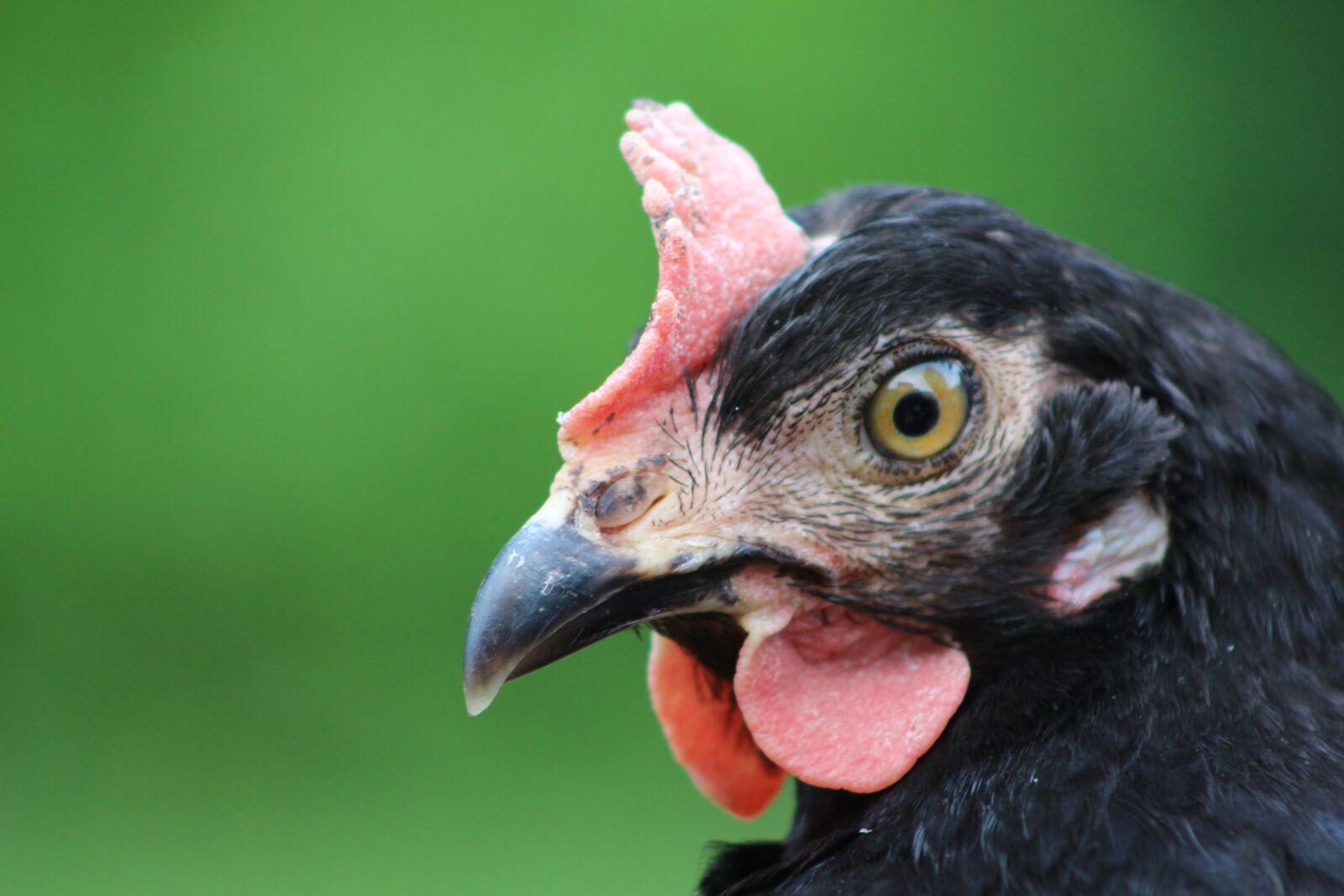 Canon EOS 700D (EOS Rebel T5i / EOS Kiss X7i) sample photo. Chicken, hen, poultry photography