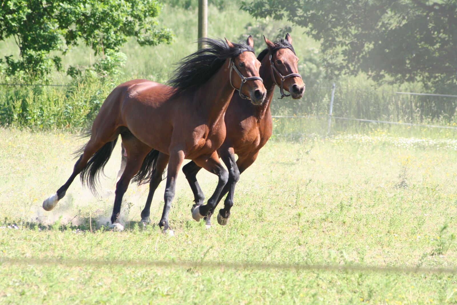 Canon EOS 350D (EOS Digital Rebel XT / EOS Kiss Digital N) sample photo. Horses, gallop, trotters photography