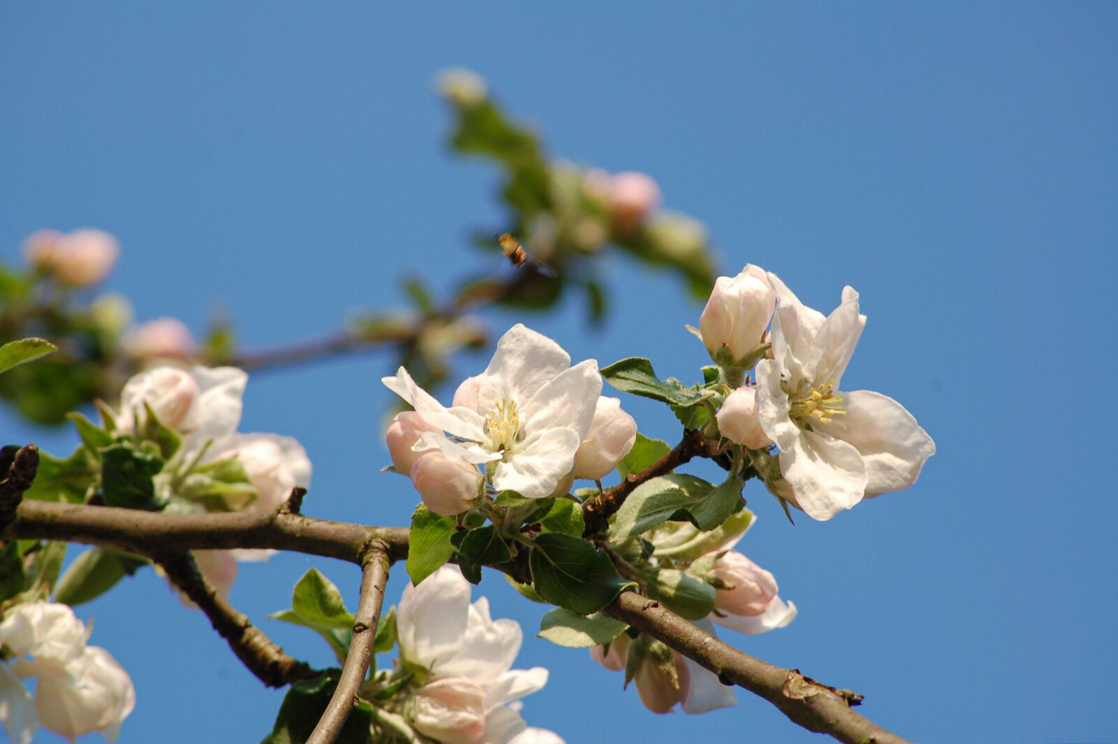 Nikon D50 sample photo. Spring, apple blossom, apple photography
