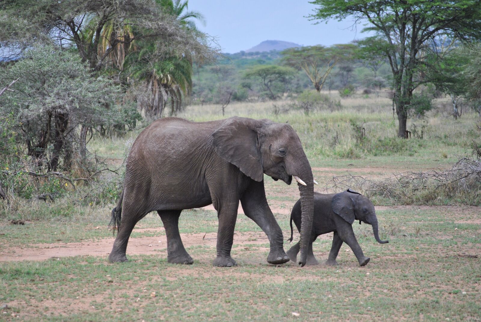 Nikon D3000 sample photo. Elephant, baby, tanzania photography