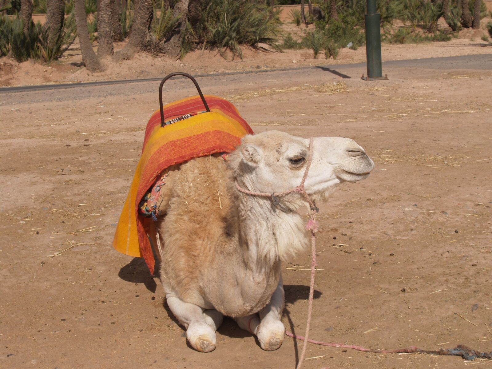 Olympus E-300 (EVOLT E-300) sample photo. Camel, morocco, animals photography