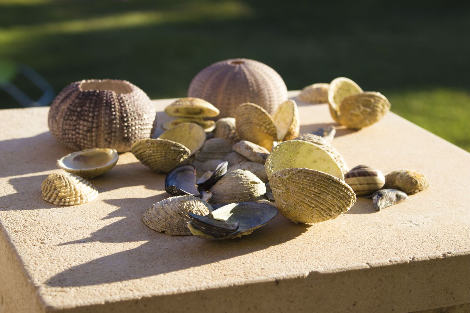 Canon EOS 100D (EOS Rebel SL1 / EOS Kiss X7) sample photo. Seashell, the clams, spiral photography