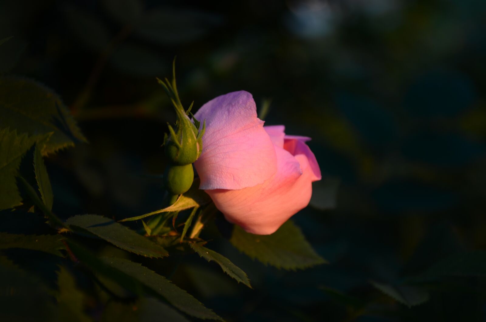 Nikon D5100 sample photo. Flower, rose hip, pink photography