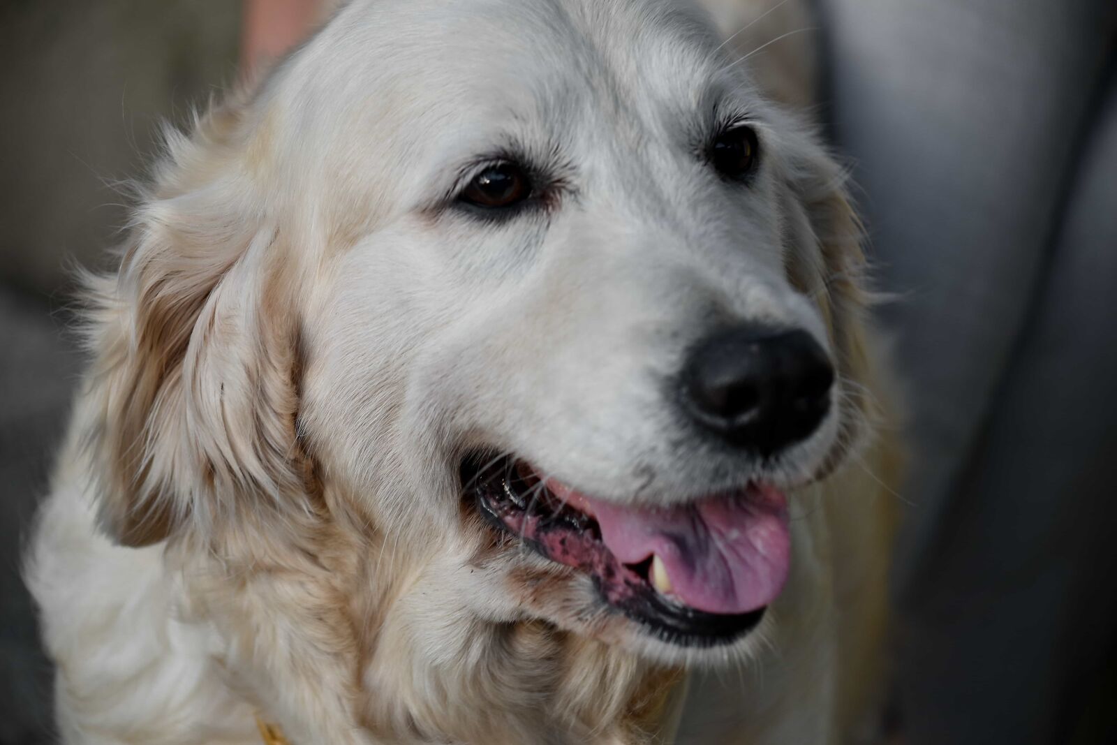 Nikon D5500 sample photo. Beautiful, dog, friendly, happy photography