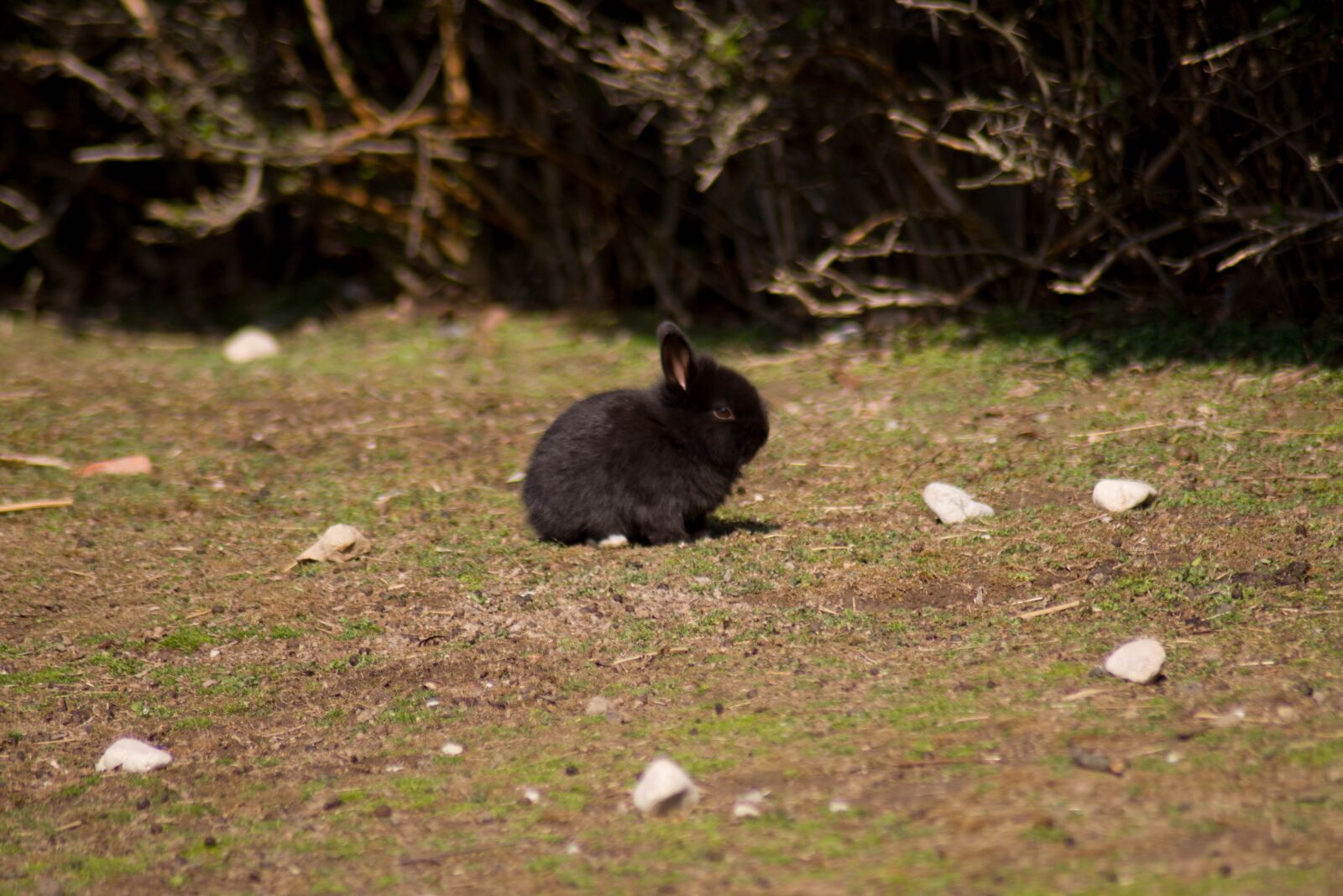 Nikon D5500 sample photo. Black, rabbit, habitat photography