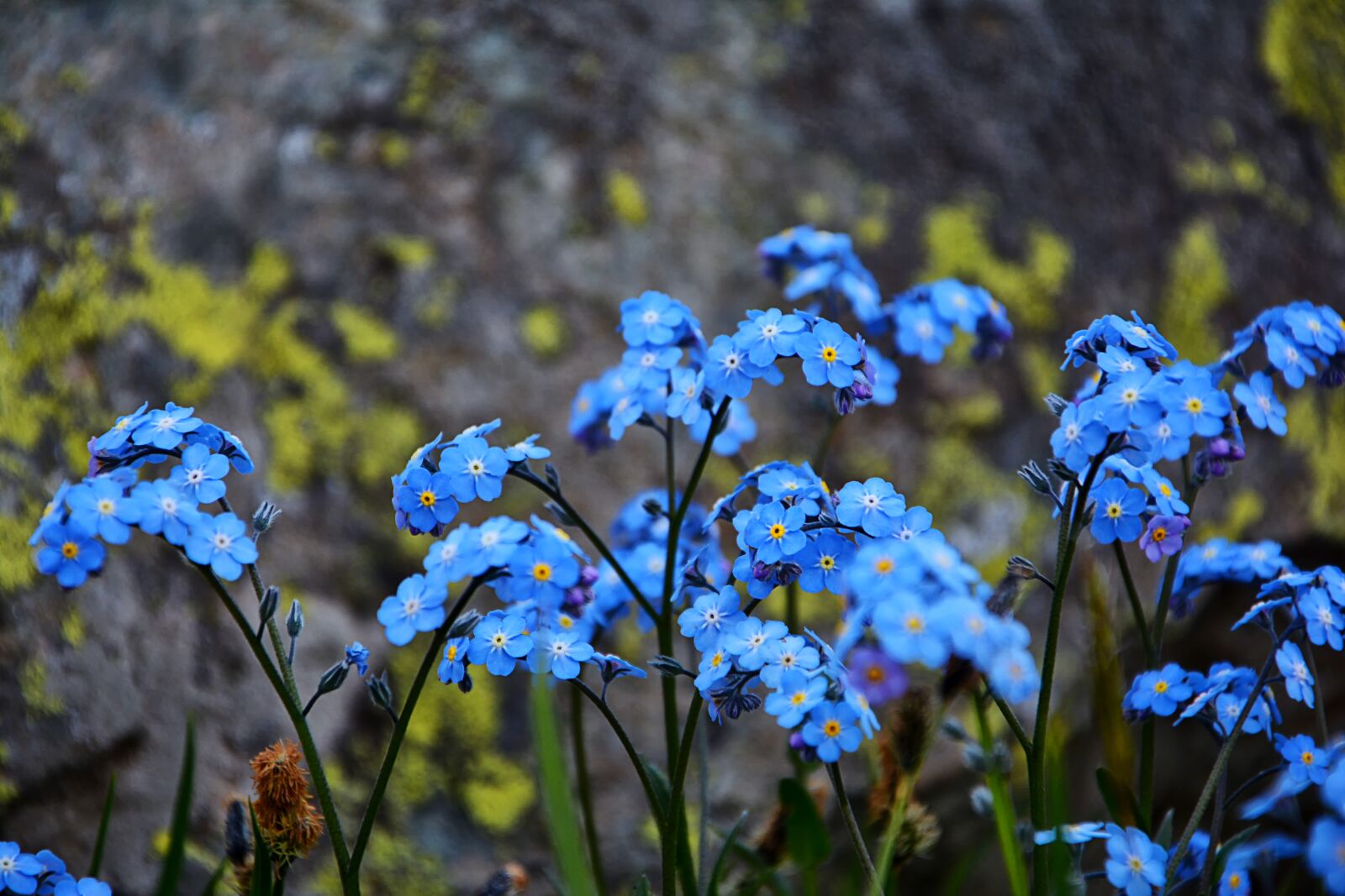 Nikon D7100 sample photo. Flower, nature, macro photography
