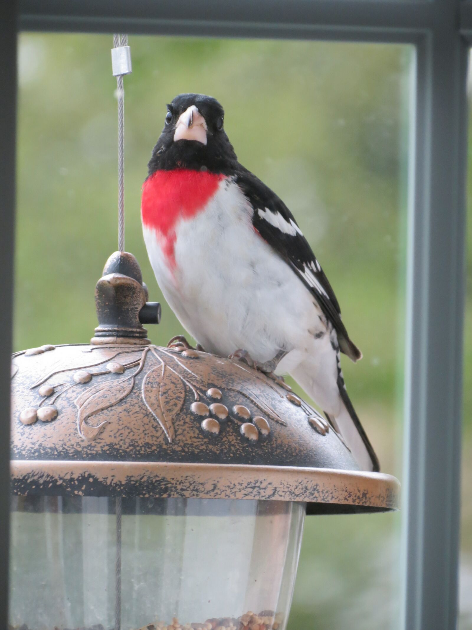 Canon PowerShot SX40 HS sample photo. Bird, rose, grosbeak photography