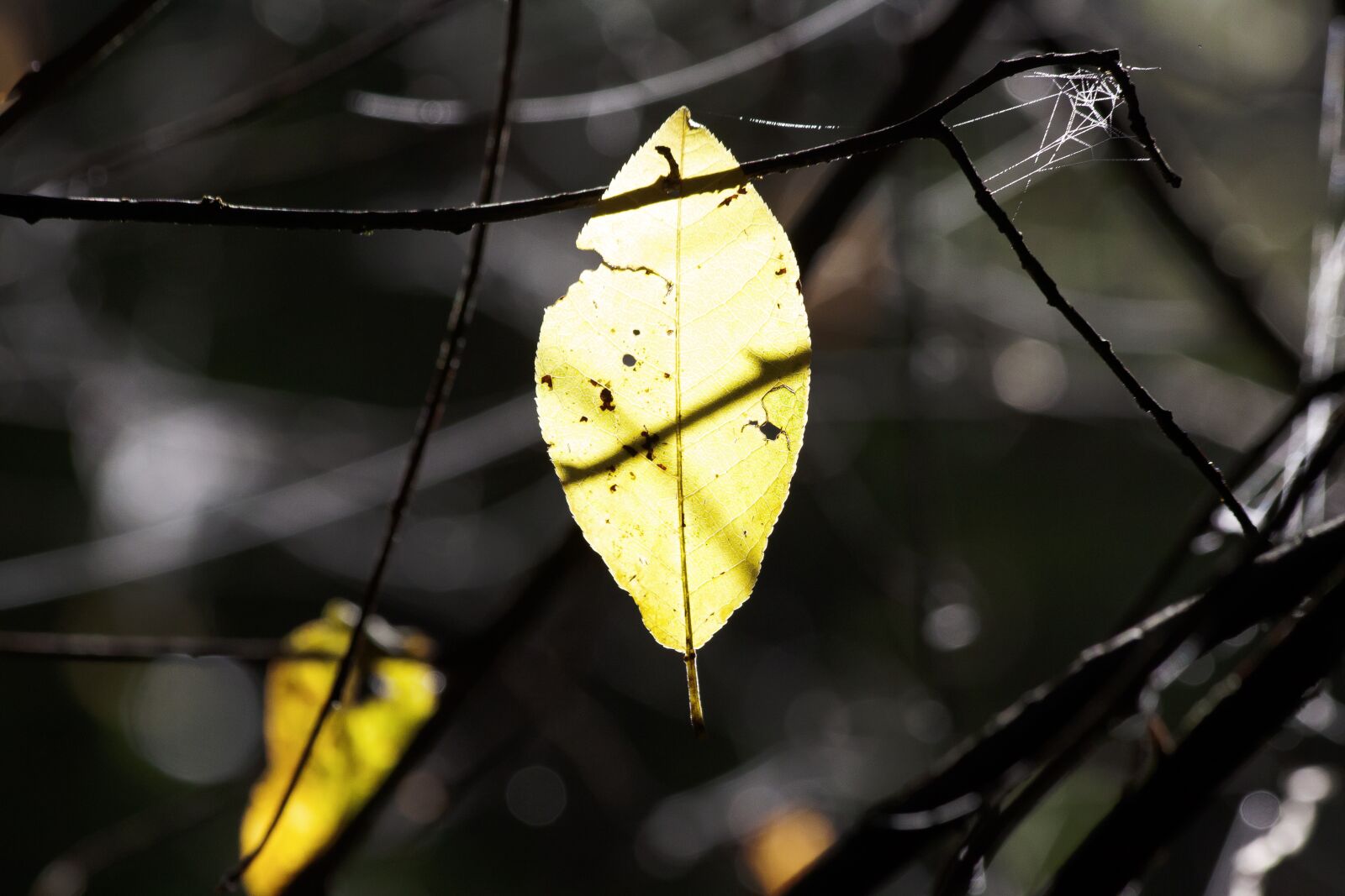 Canon EOS 50D sample photo. Leaf, spider webs, aesthetic photography