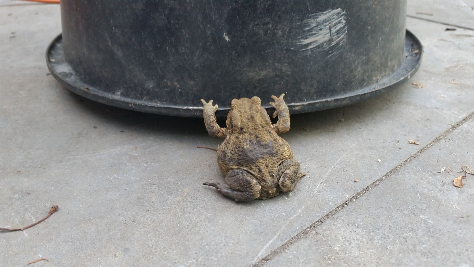 Samsung Galaxy S5 sample photo. Frog, gewichtsheffen, garden photography