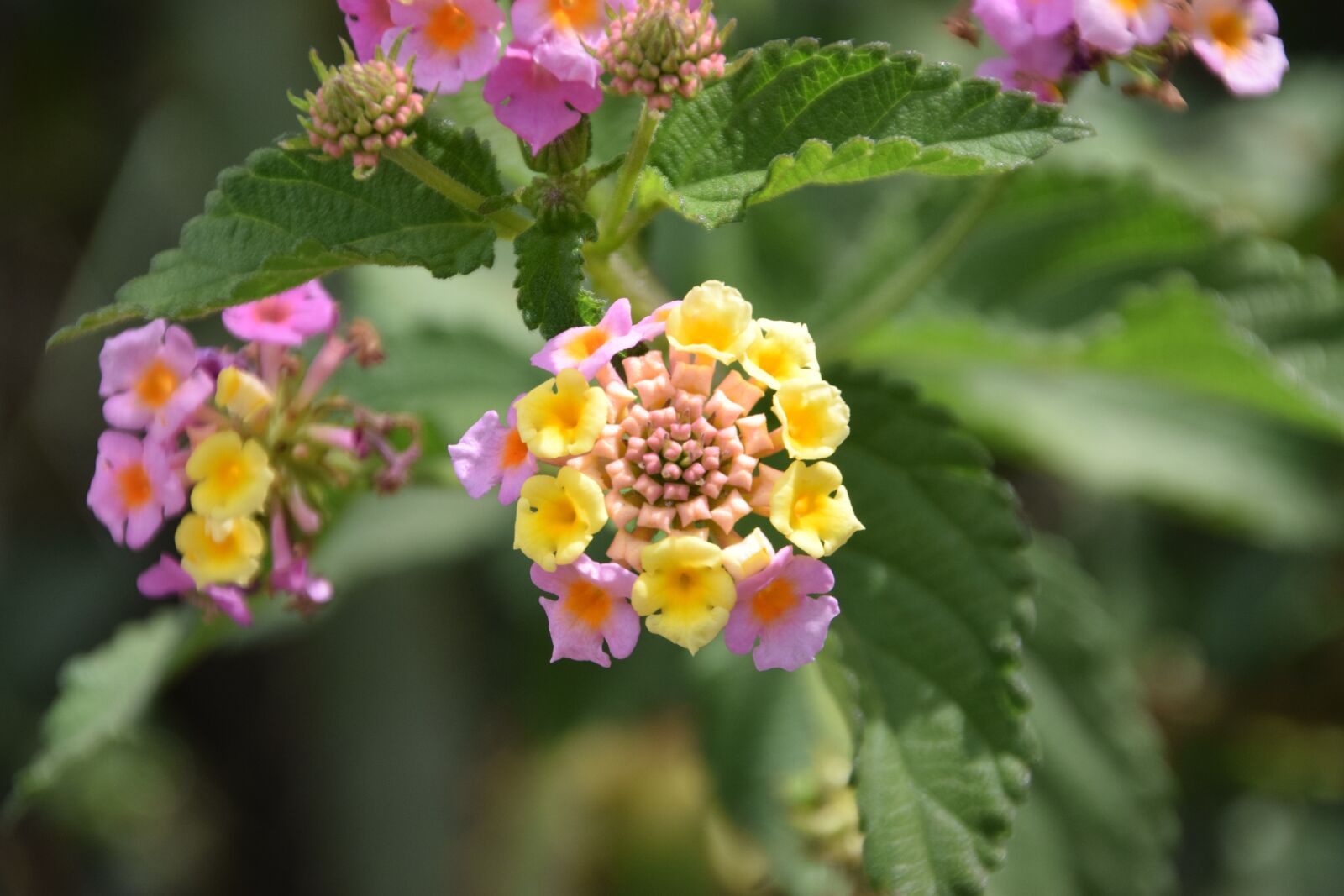 Nikon D3300 sample photo. Flower, macro, nature photography