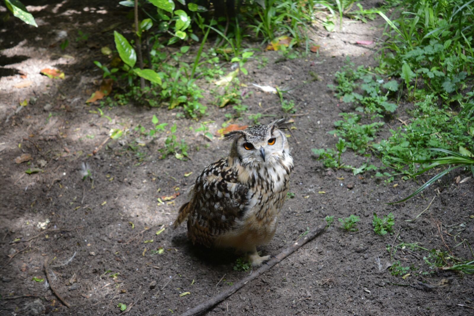 Nikon D5200 sample photo. Owl, bird, animal photography