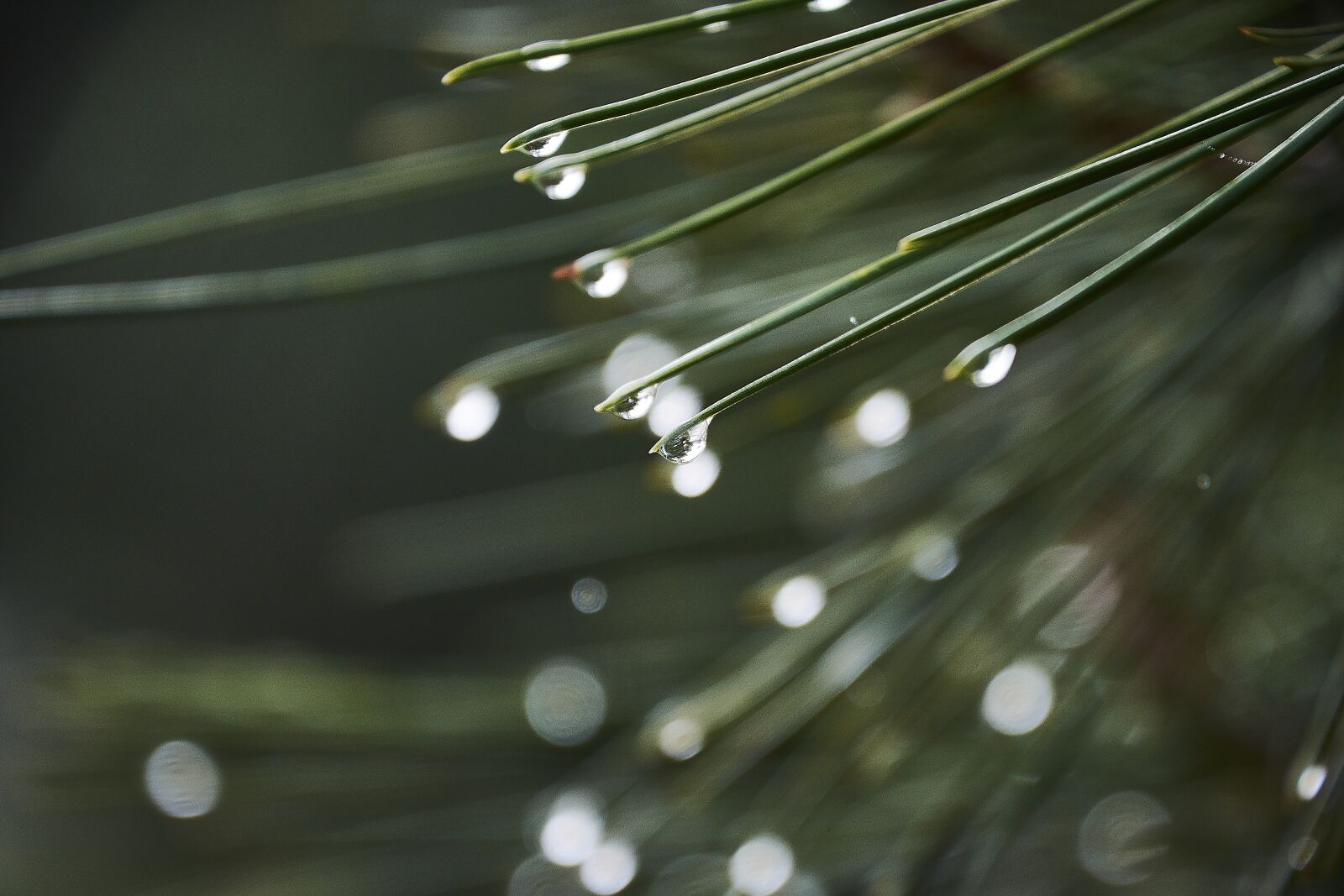 Nikon D7200 sample photo. Drops of water, moisture photography