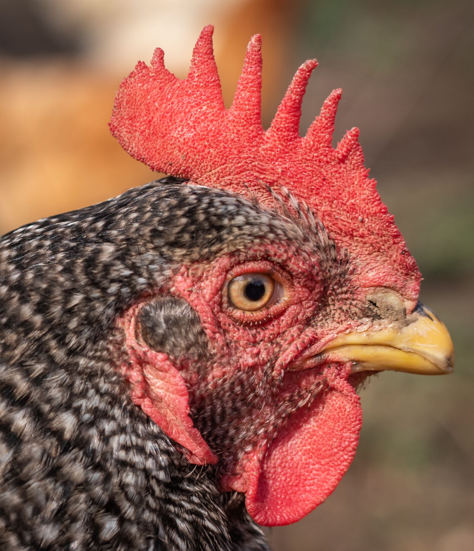 Nikon D750 sample photo. Hen, portrait, close-up photography