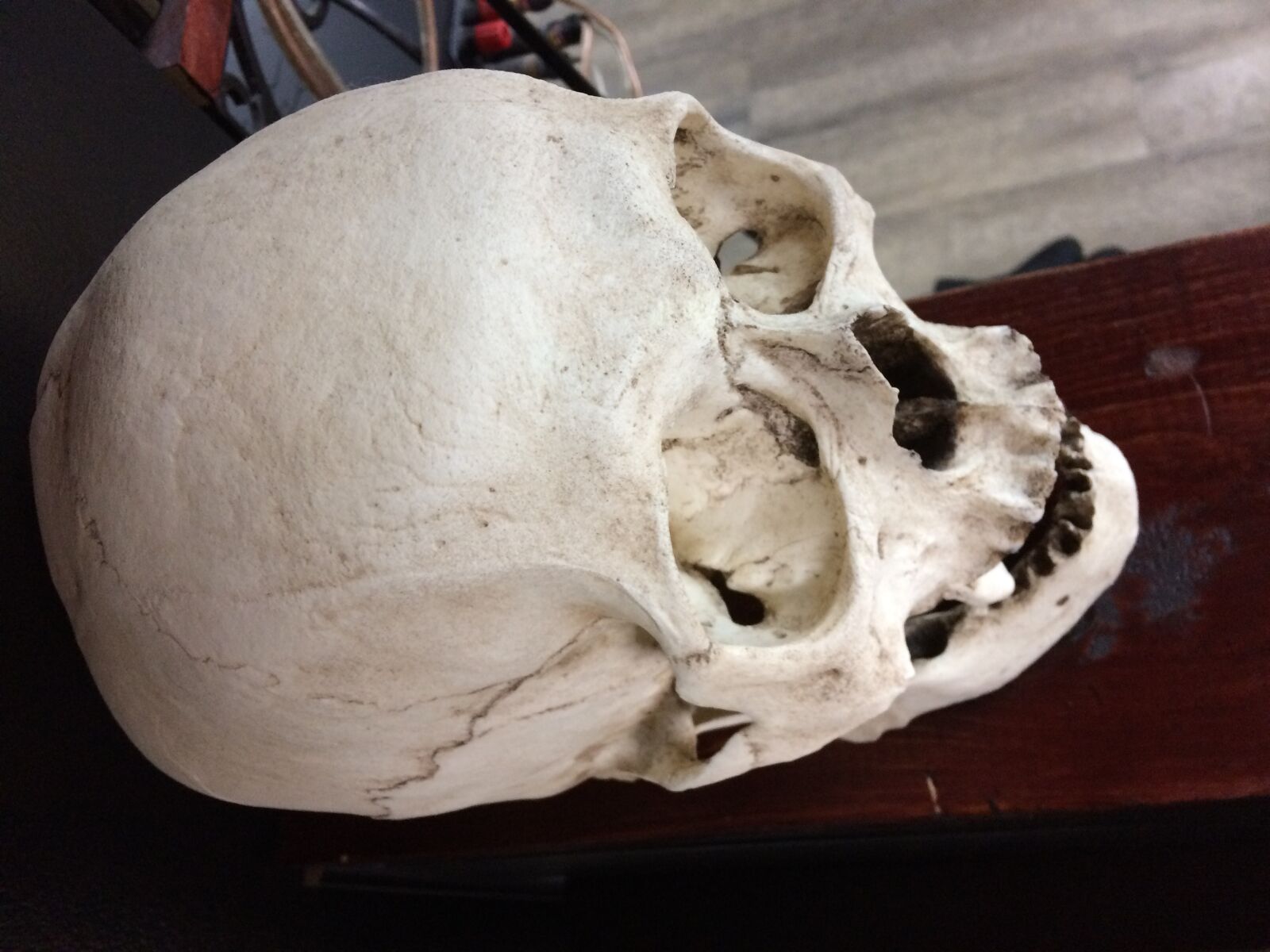 iPhone 5s back camera 4.15mm f/2.2 sample photo. Bones, dead, human, skull photography