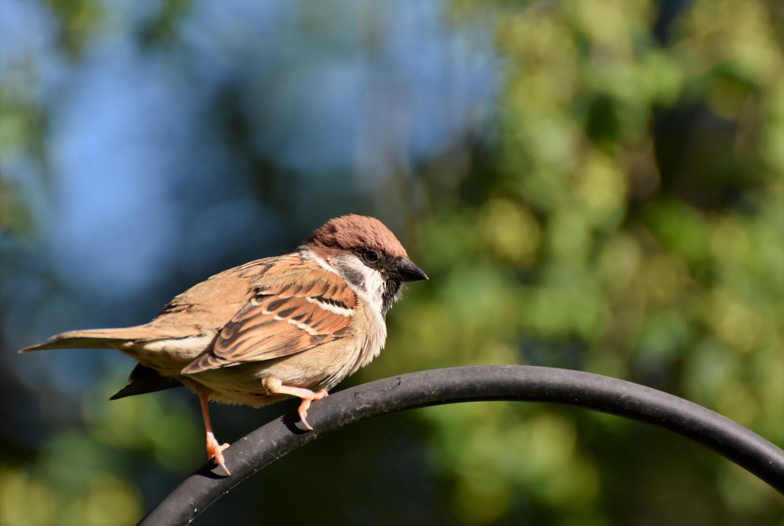 Nikon D7200 sample photo. Sparrow, sperling, bird photography