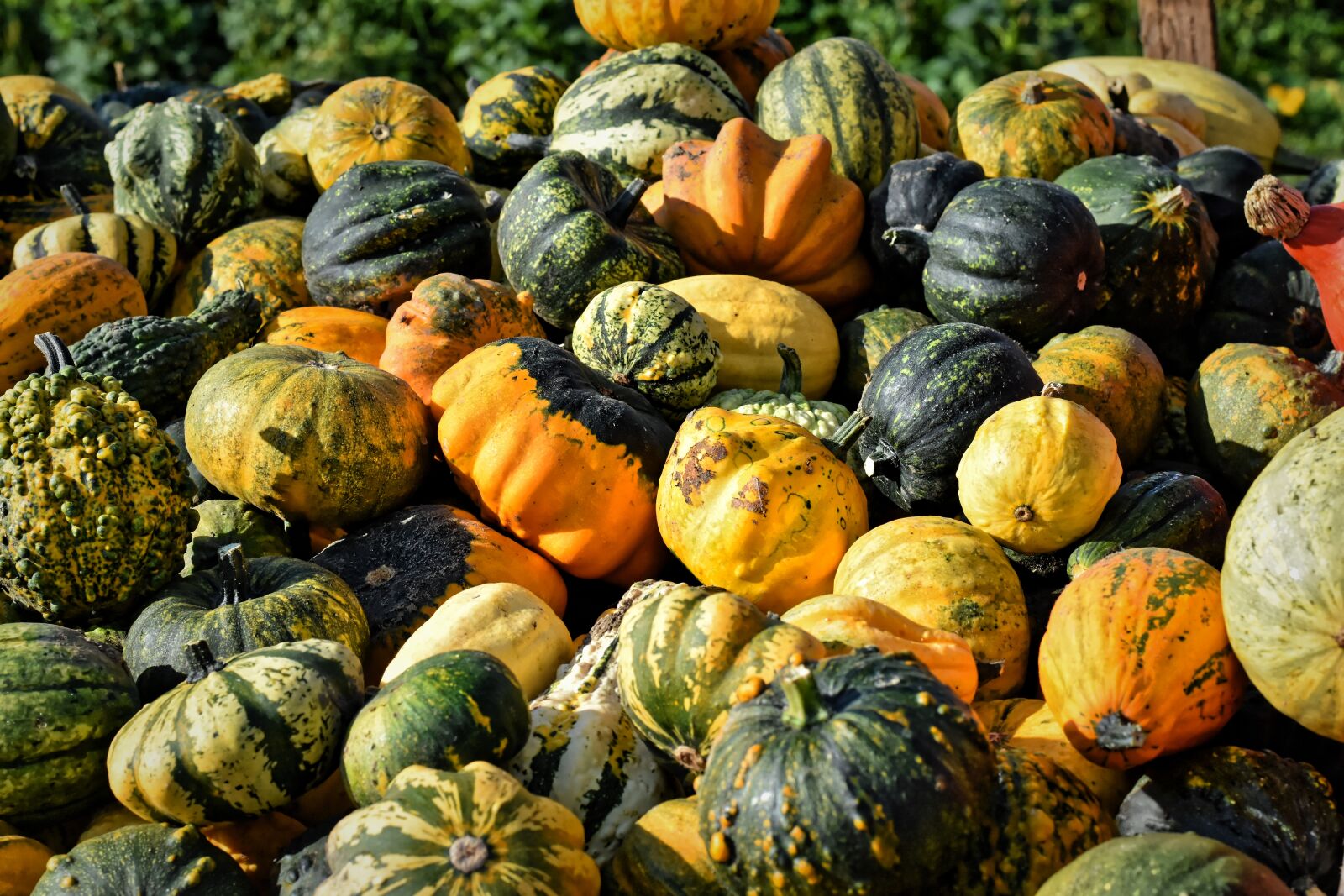 Nikon D7200 sample photo. Pumpkin, decorative squashes, fruit photography
