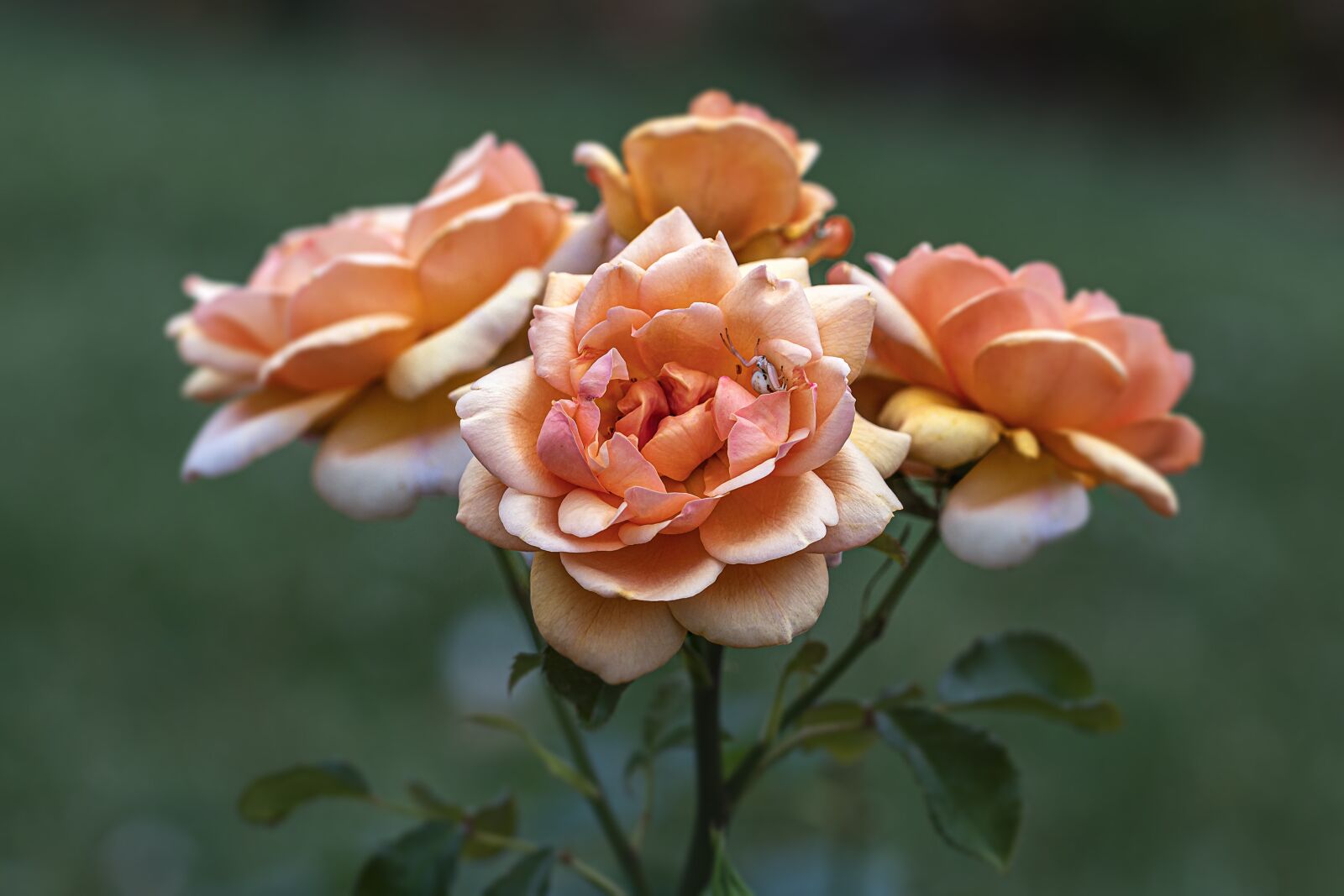Canon EOS 80D sample photo. Roses, garden, flower photography