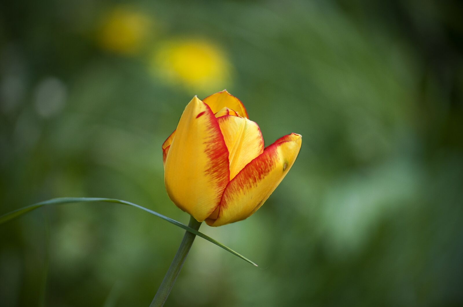 Nikon D5000 sample photo. Flower, spring, tulip photography