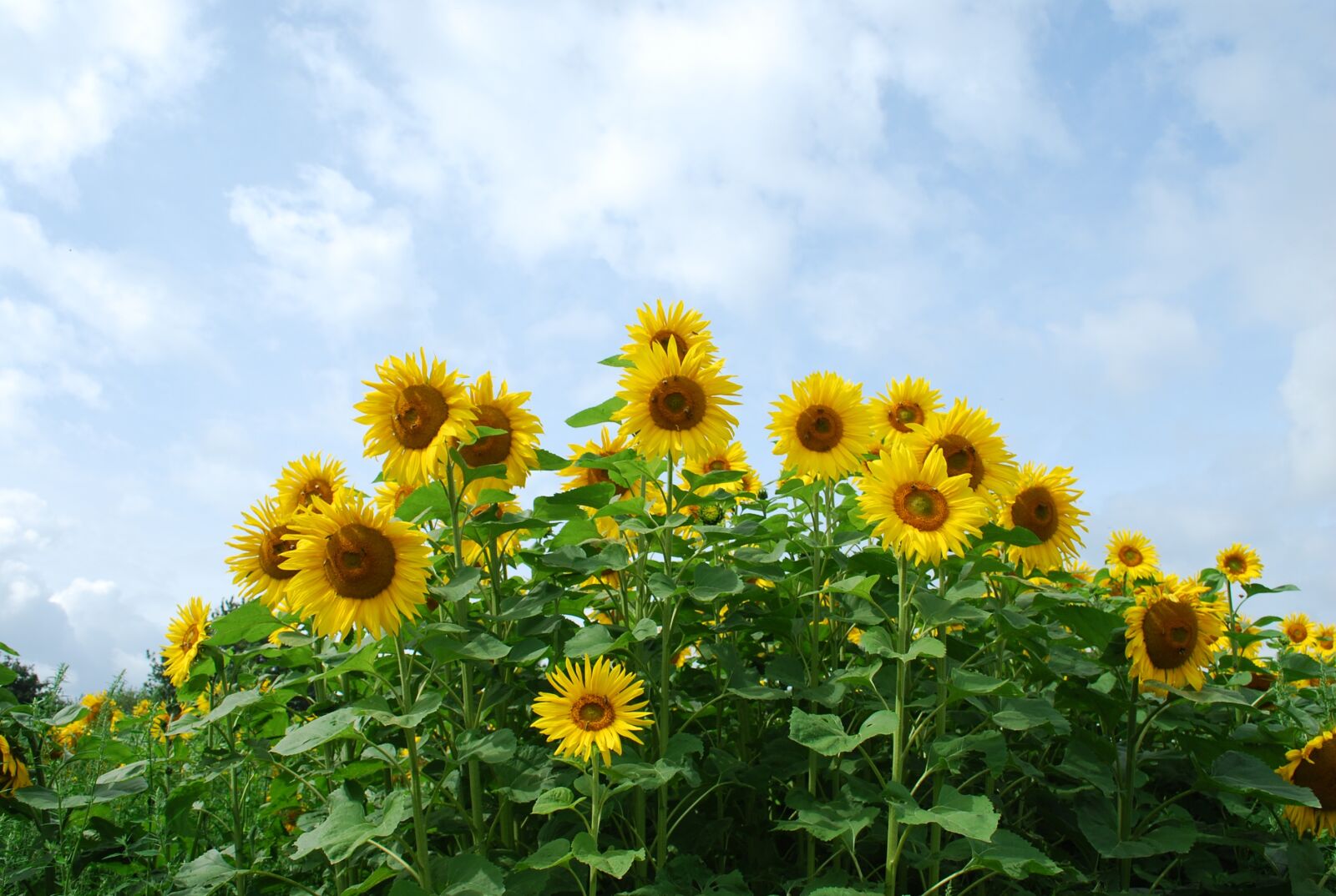 Nikon D60 sample photo. Flower, plant, sunflower photography