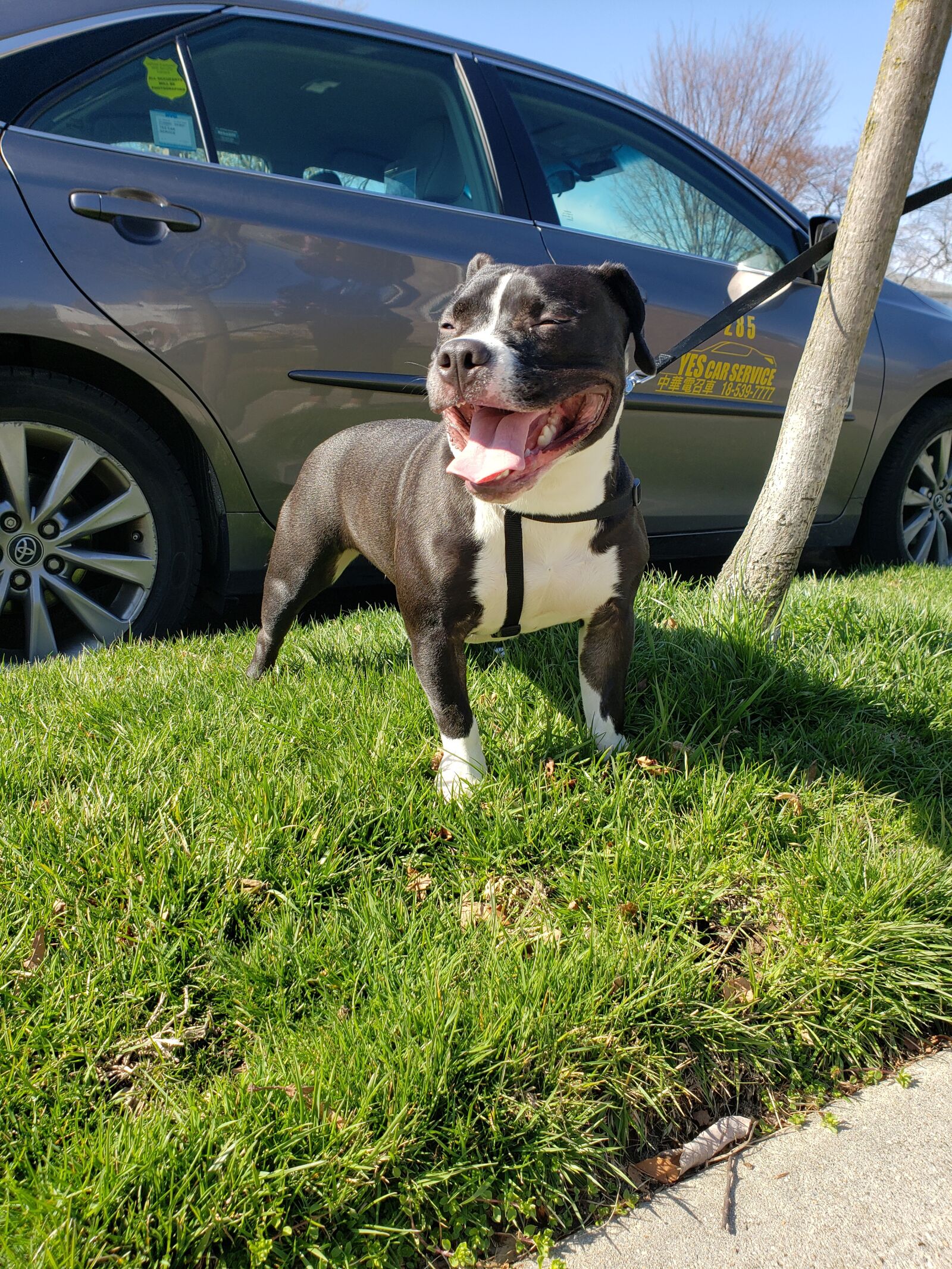Samsung Galaxy S9+ sample photo. Puppy, american pocket bully photography