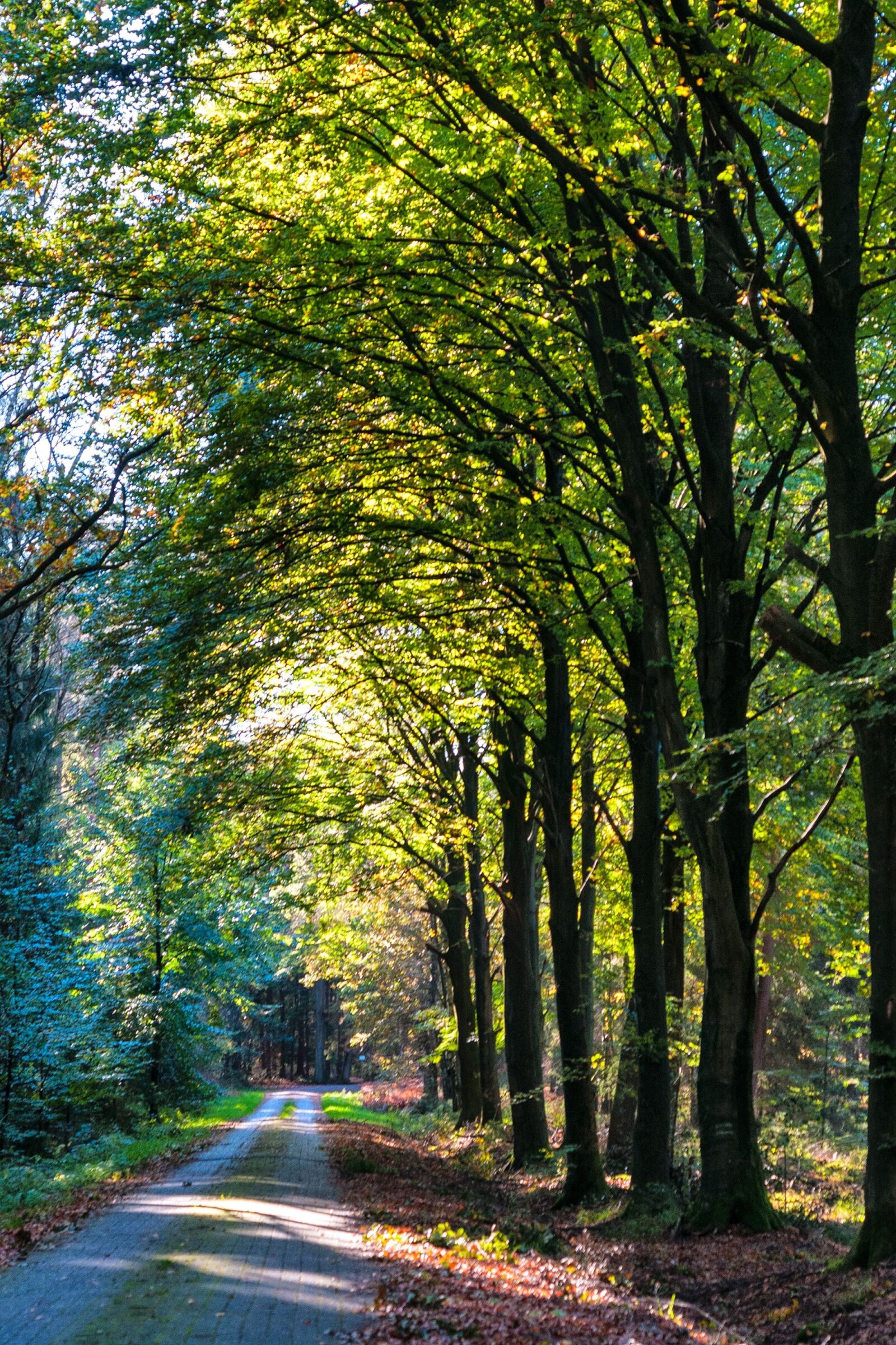 Nikon D300S sample photo. Forest, autumn, mushrooms photography