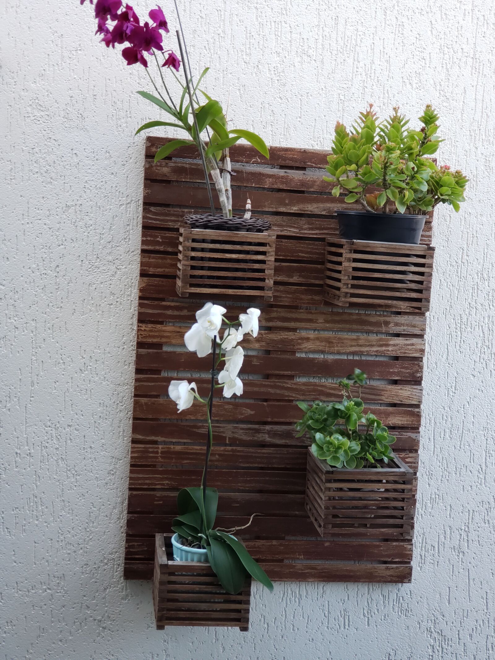 Samsung Galaxy S9+ sample photo. Planta, natureza, plants photography