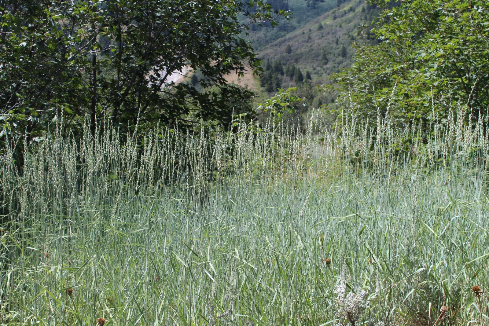 Canon EOS 1300D (EOS Rebel T6 / EOS Kiss X80) sample photo. Flora, green, northern utah photography