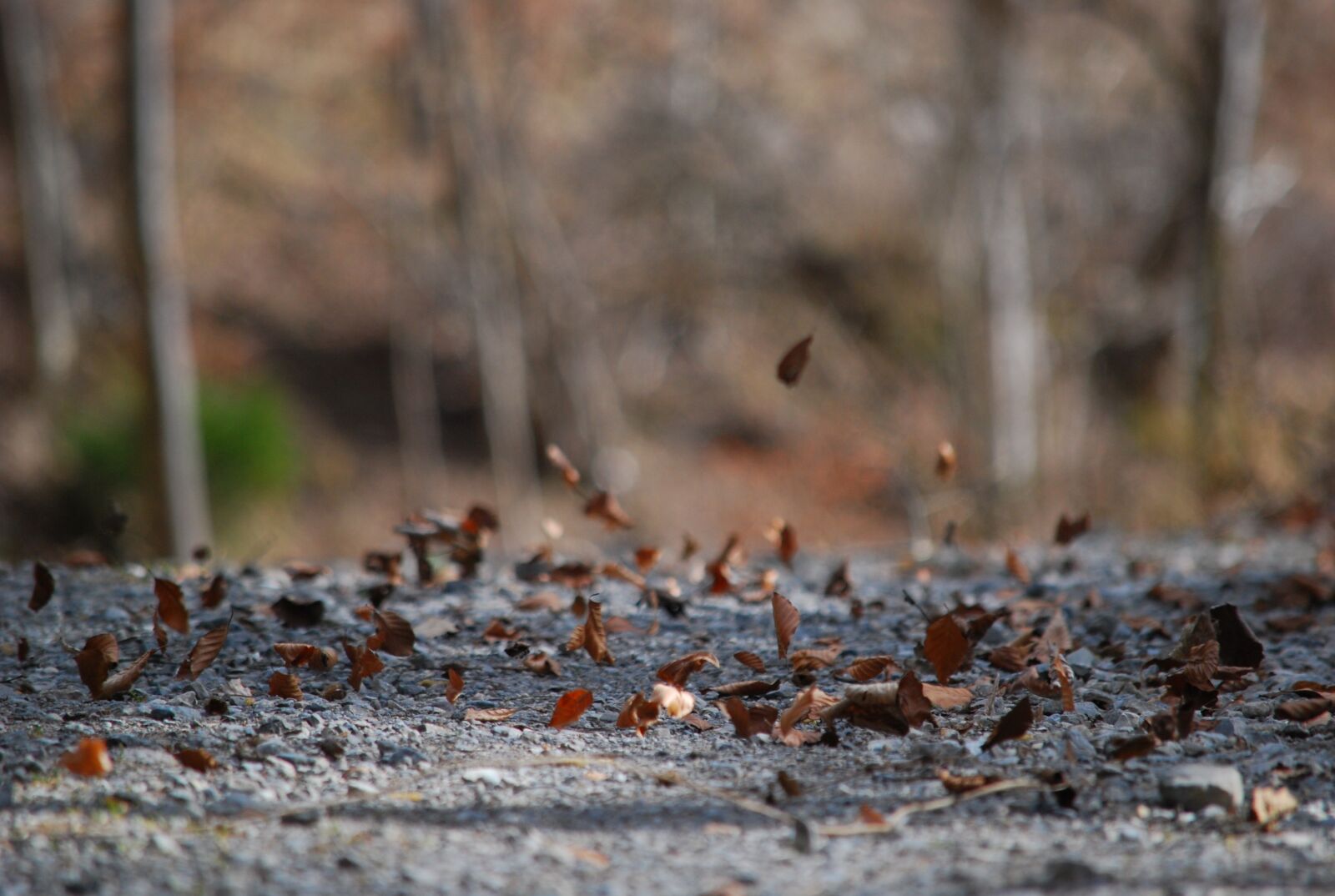 Nikon D80 sample photo. Nature, wood, tree photography
