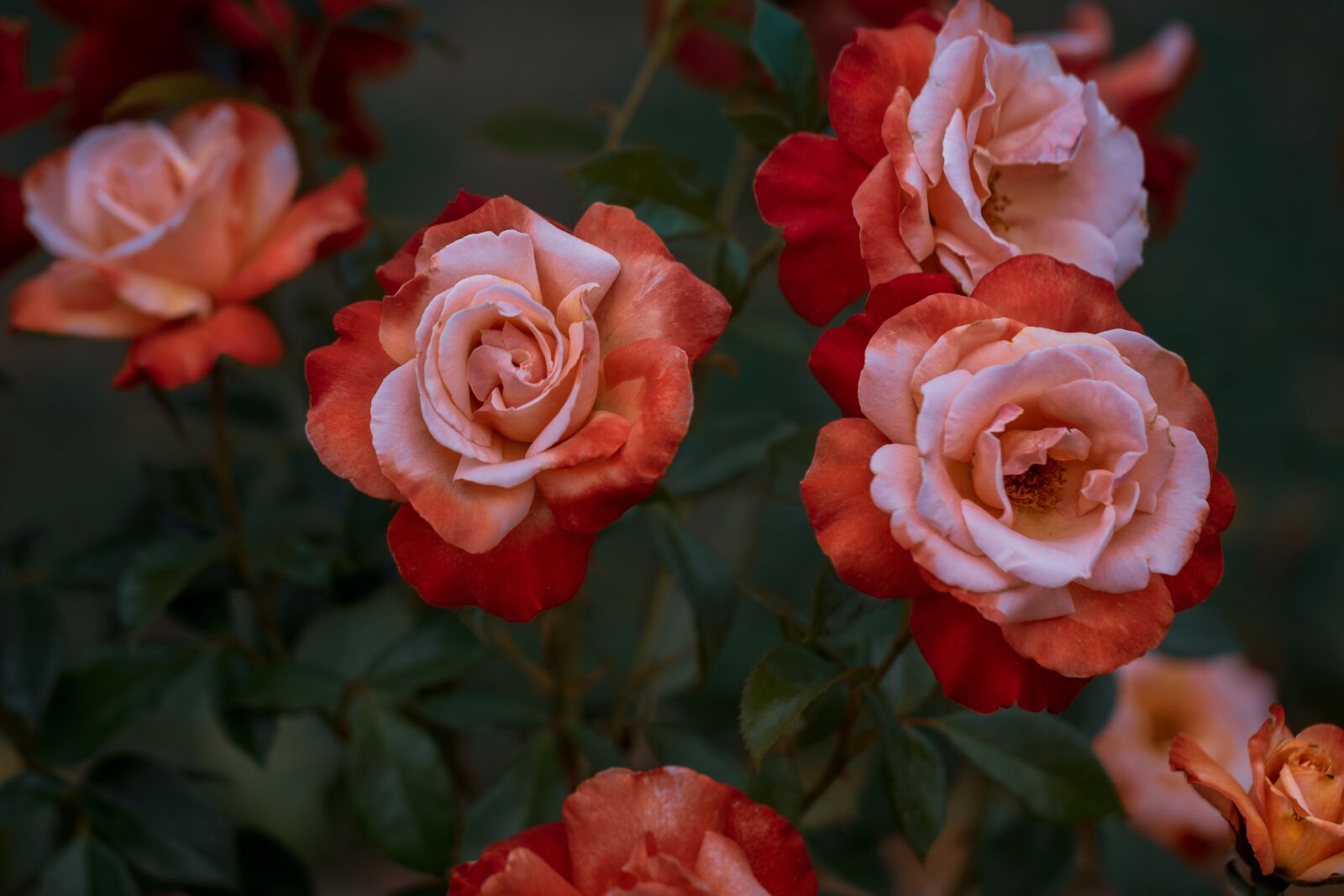 Canon EF 100mm F2.8L Macro IS USM sample photo. Roses, red, flower photography