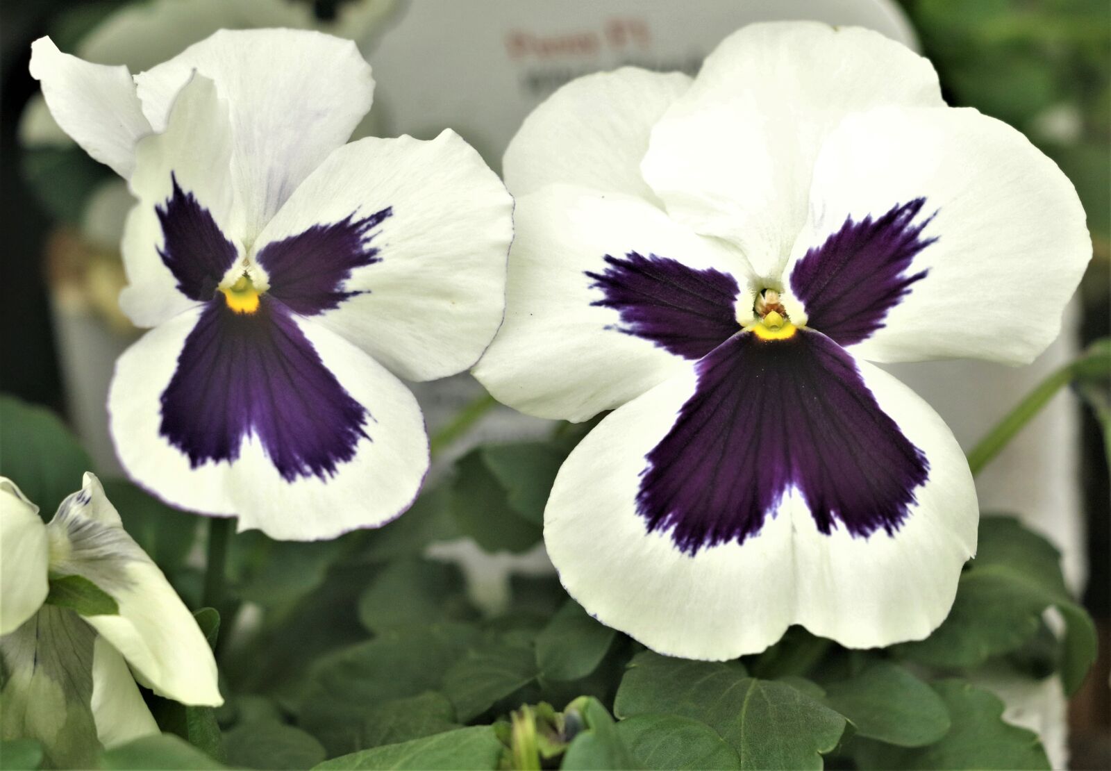 Canon EOS 7D Mark II sample photo. Pansy, flower, plant photography