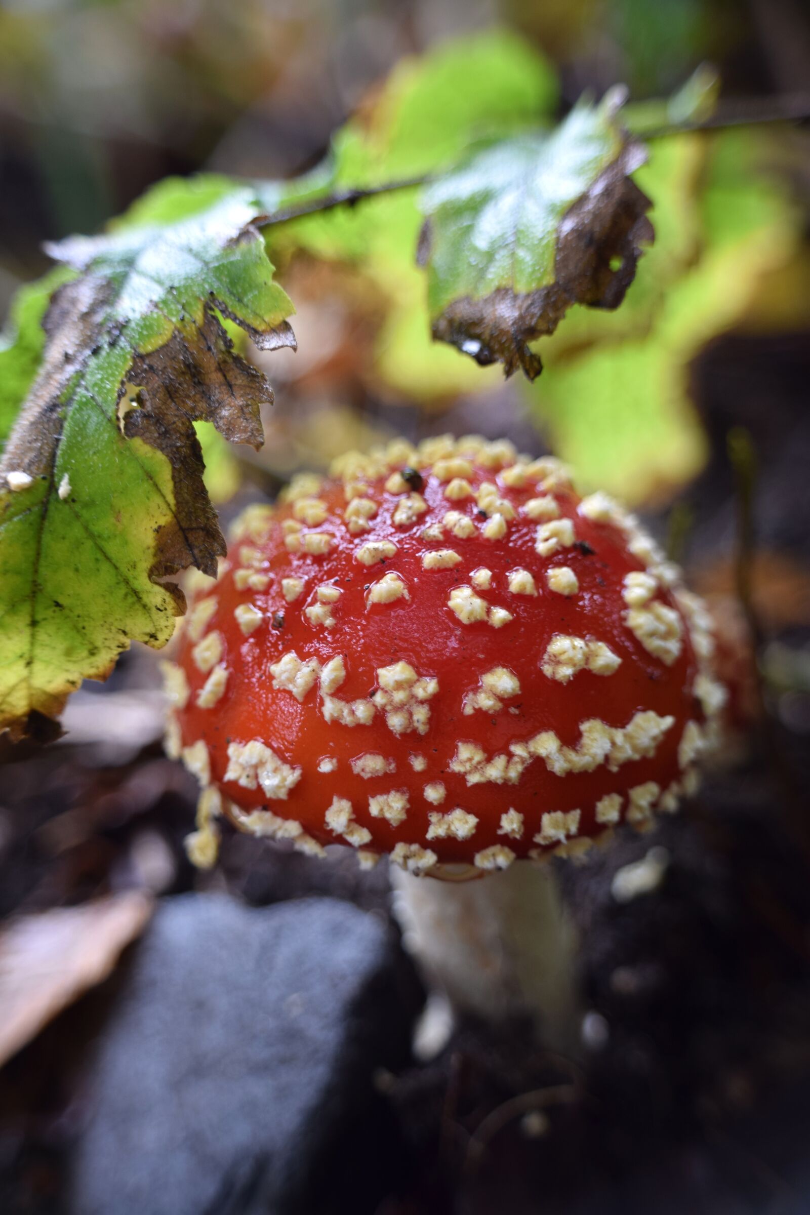 Nikon D5300 sample photo. Mushroom, fly agaric, red photography