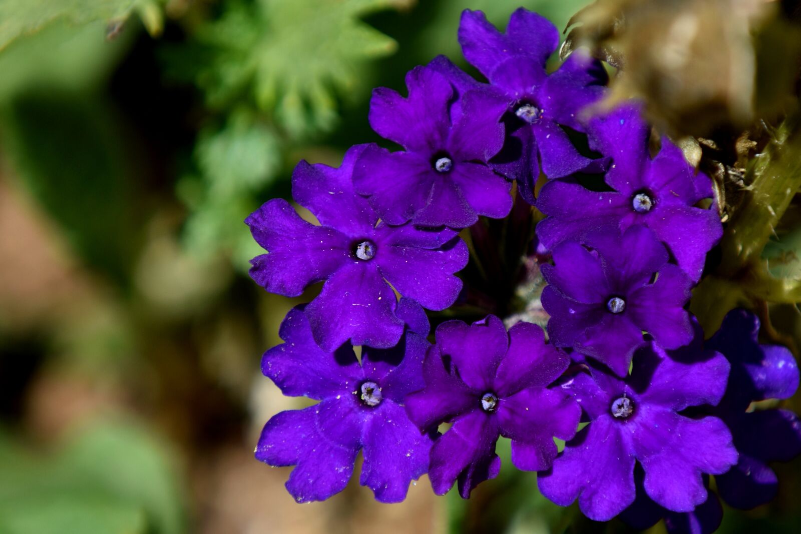 Nikon D3500 sample photo. Flowers, purple, violet photography