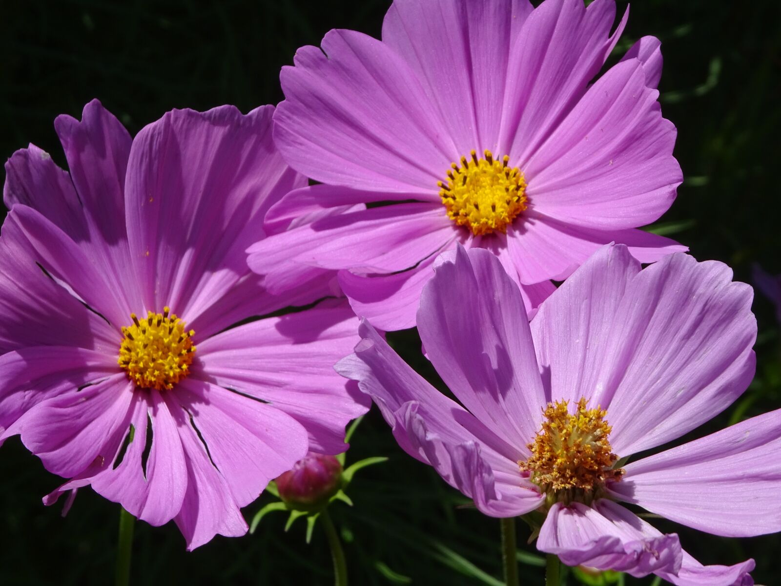 Sony DSC-HX60V sample photo. Flowers, pink, summer photography