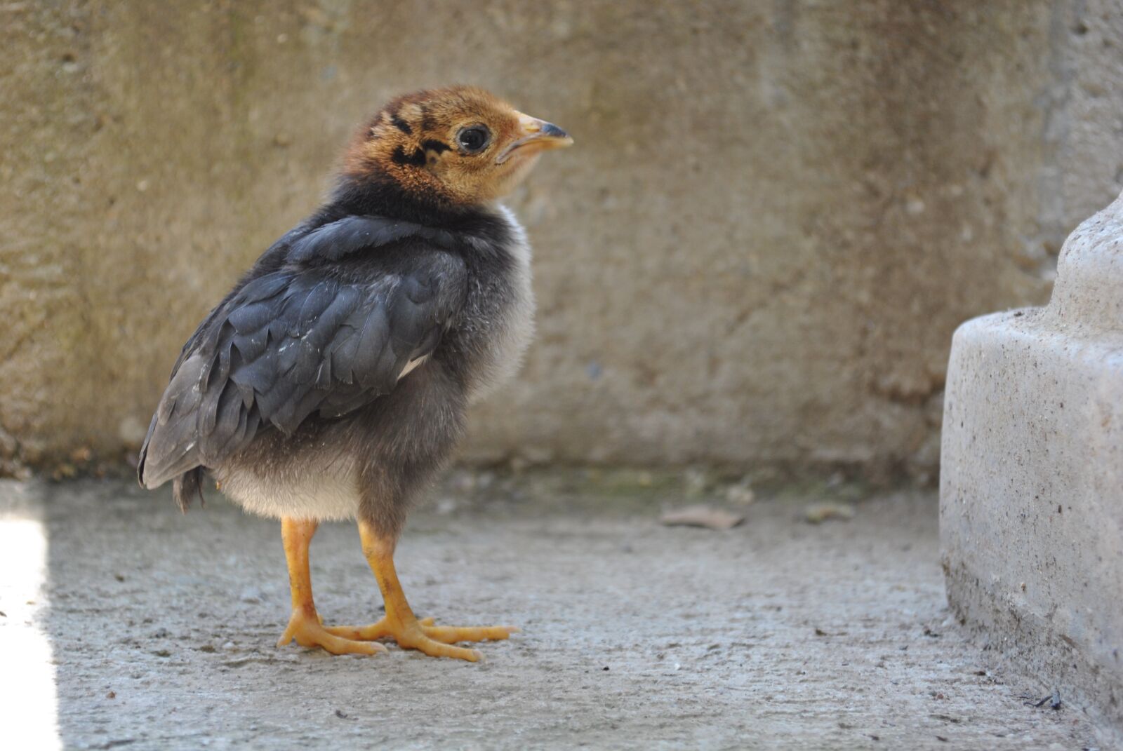 Nikon D3000 sample photo. Chicken, chick, gallo photography