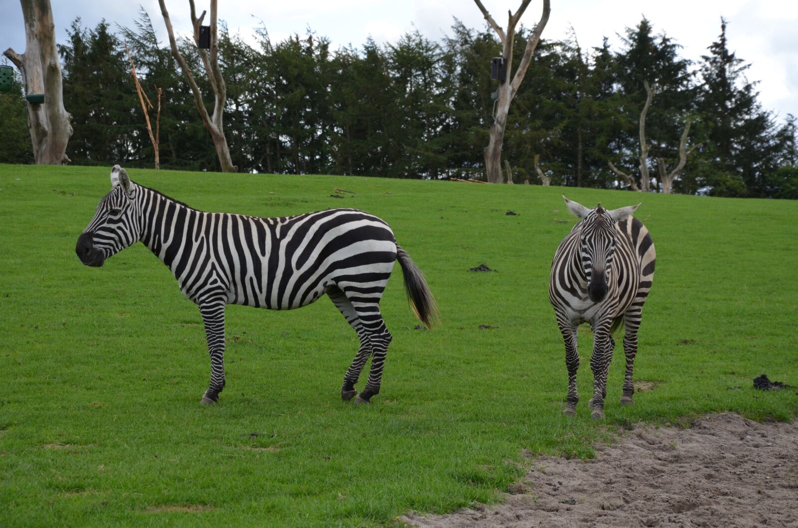 Nikon D5100 sample photo. Zebra, safari, africa photography