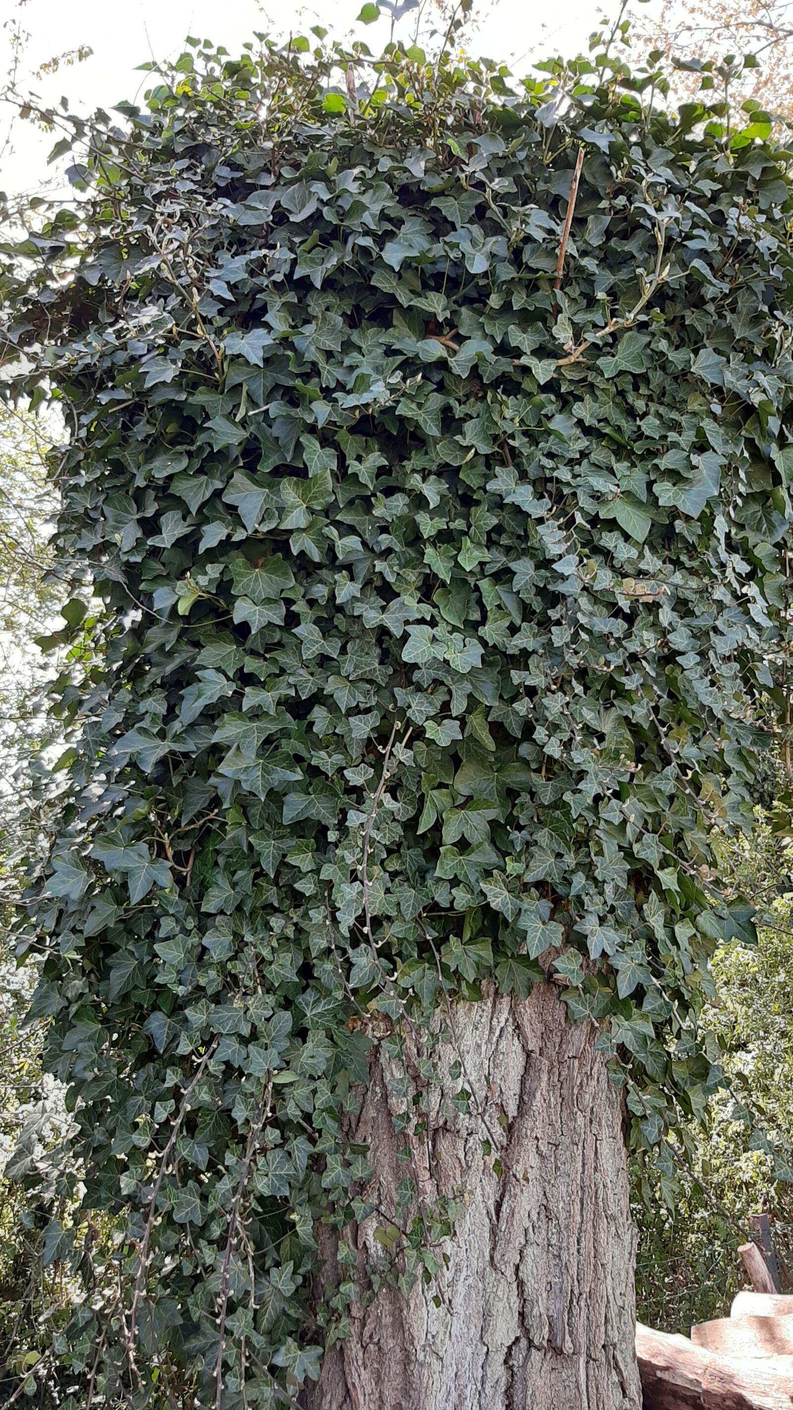 Samsung Galaxy A50 sample photo. Ivy, tree, spring photography