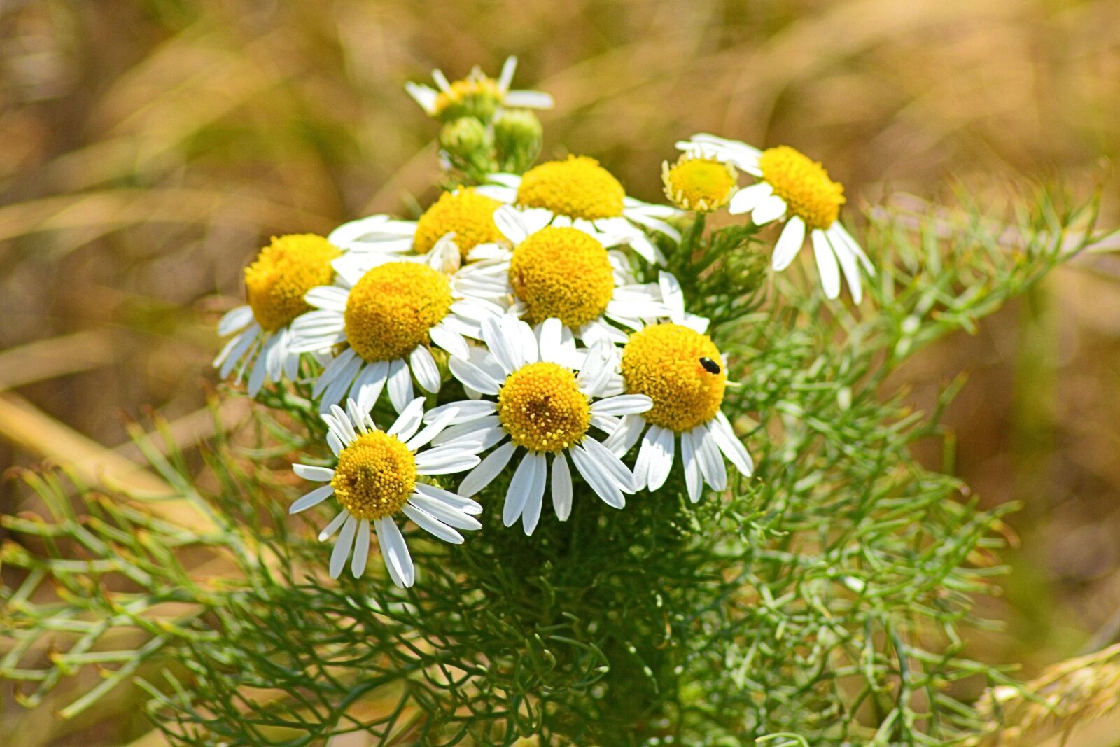 Nikon D3200 sample photo. Chamomile, chamomile blossoms, edge photography