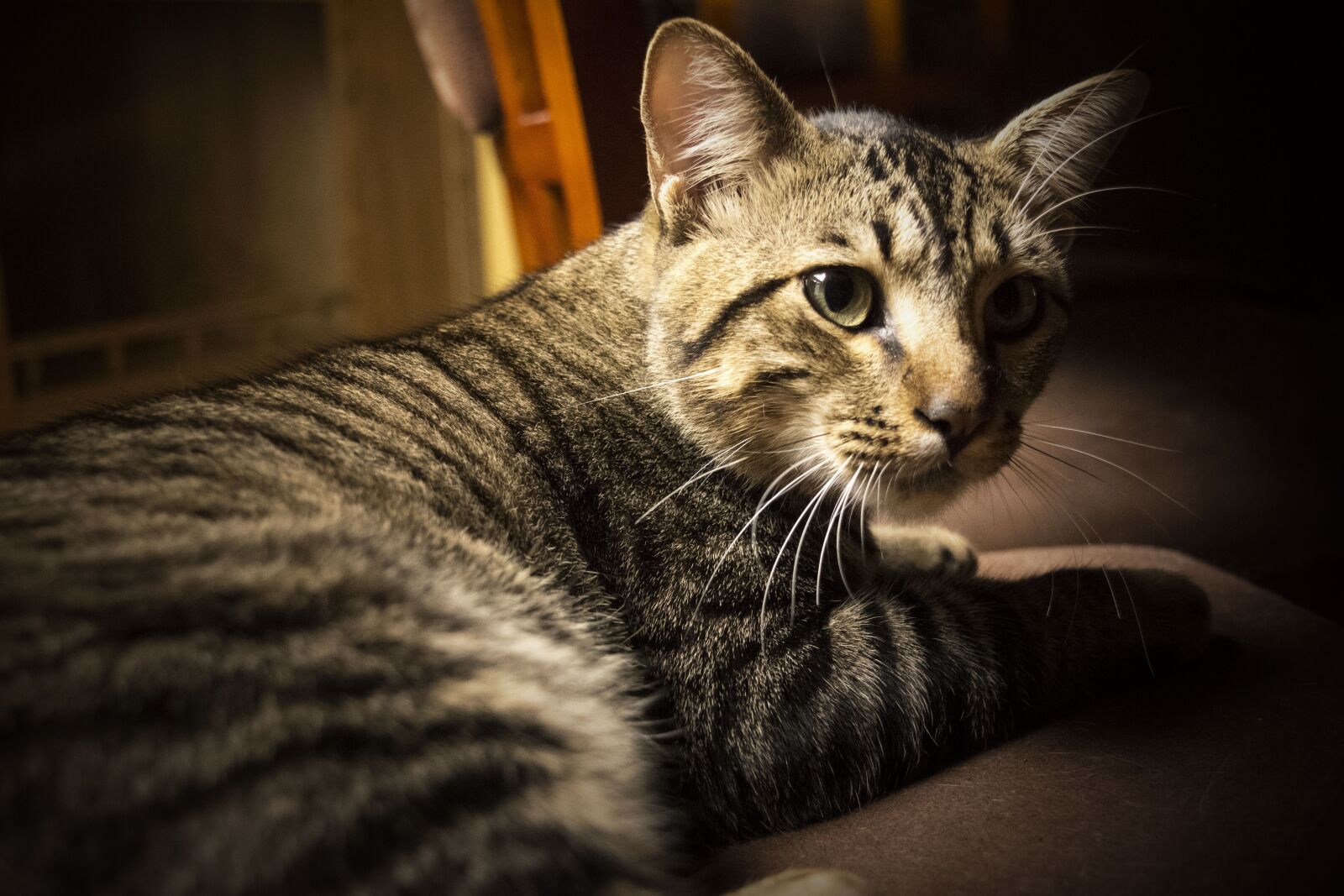 Nikon D3300 sample photo. Cat, animals, cats photography