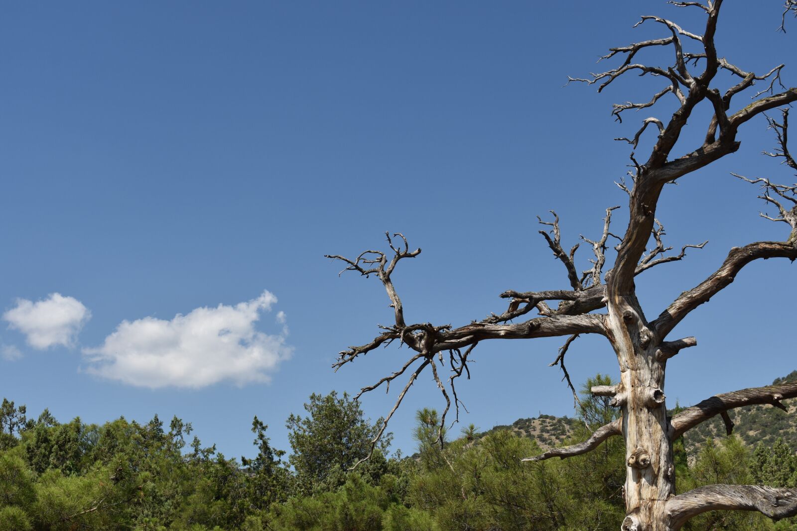 Nikon D3400 sample photo. Tree, dry, sloppy photography