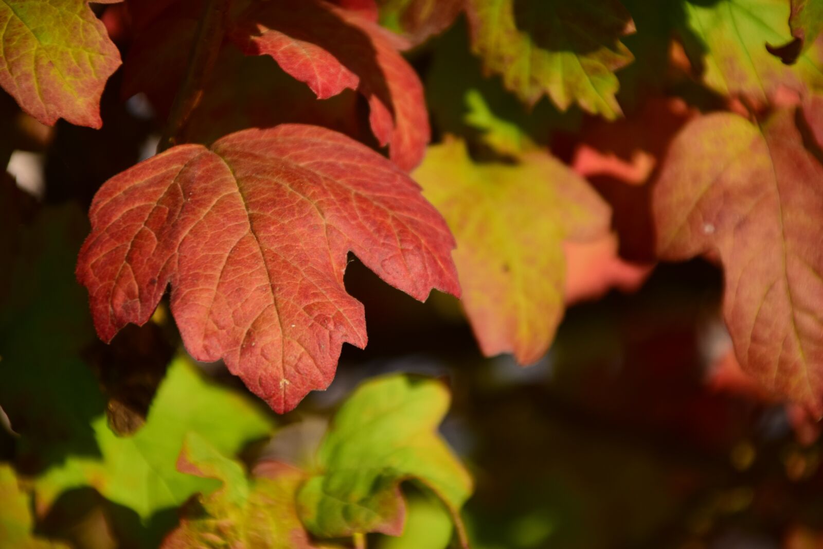 Nikon D3300 sample photo. Leaves, autumn, leaves in photography