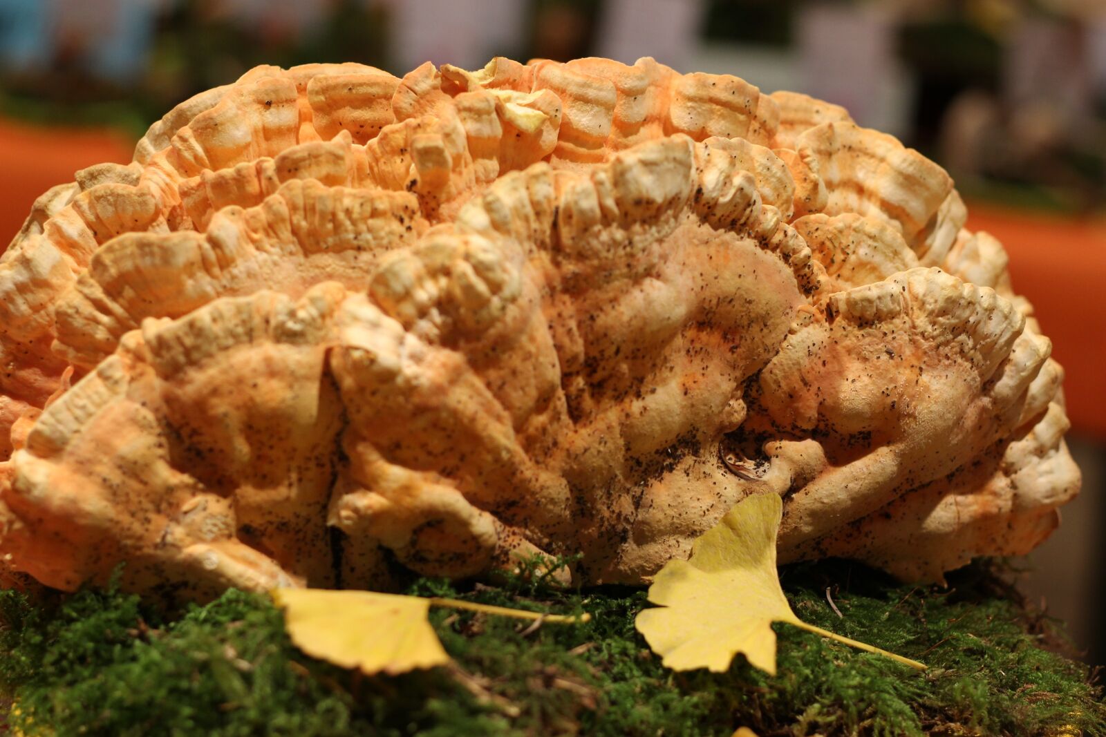 Canon EOS 100D (EOS Rebel SL1 / EOS Kiss X7) + Canon EF 50mm F1.8 STM sample photo. Laetiporus sulfureus, 2nd side photography