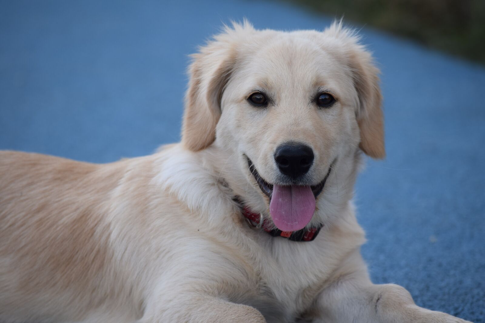 Nikon D3300 sample photo. Dog, puppy, animal photography
