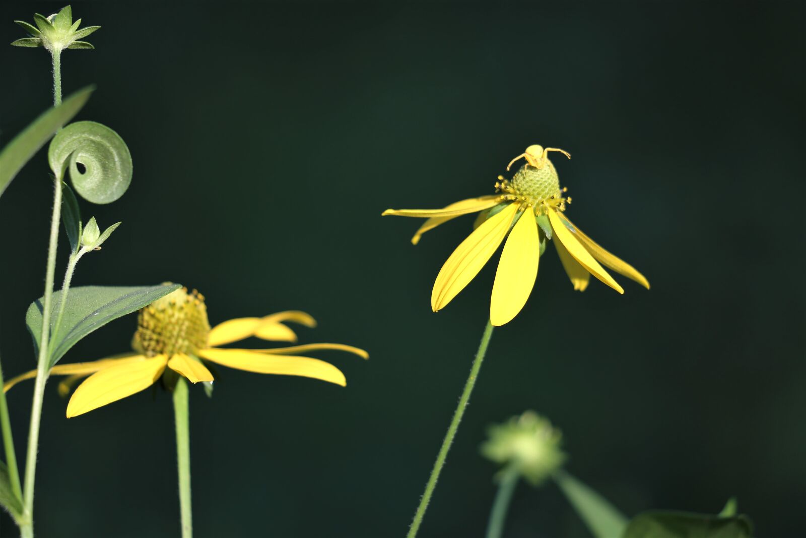 Canon EF 70-300 F4-5.6 IS II USM sample photo. Arnica flowers, leaves, crab photography